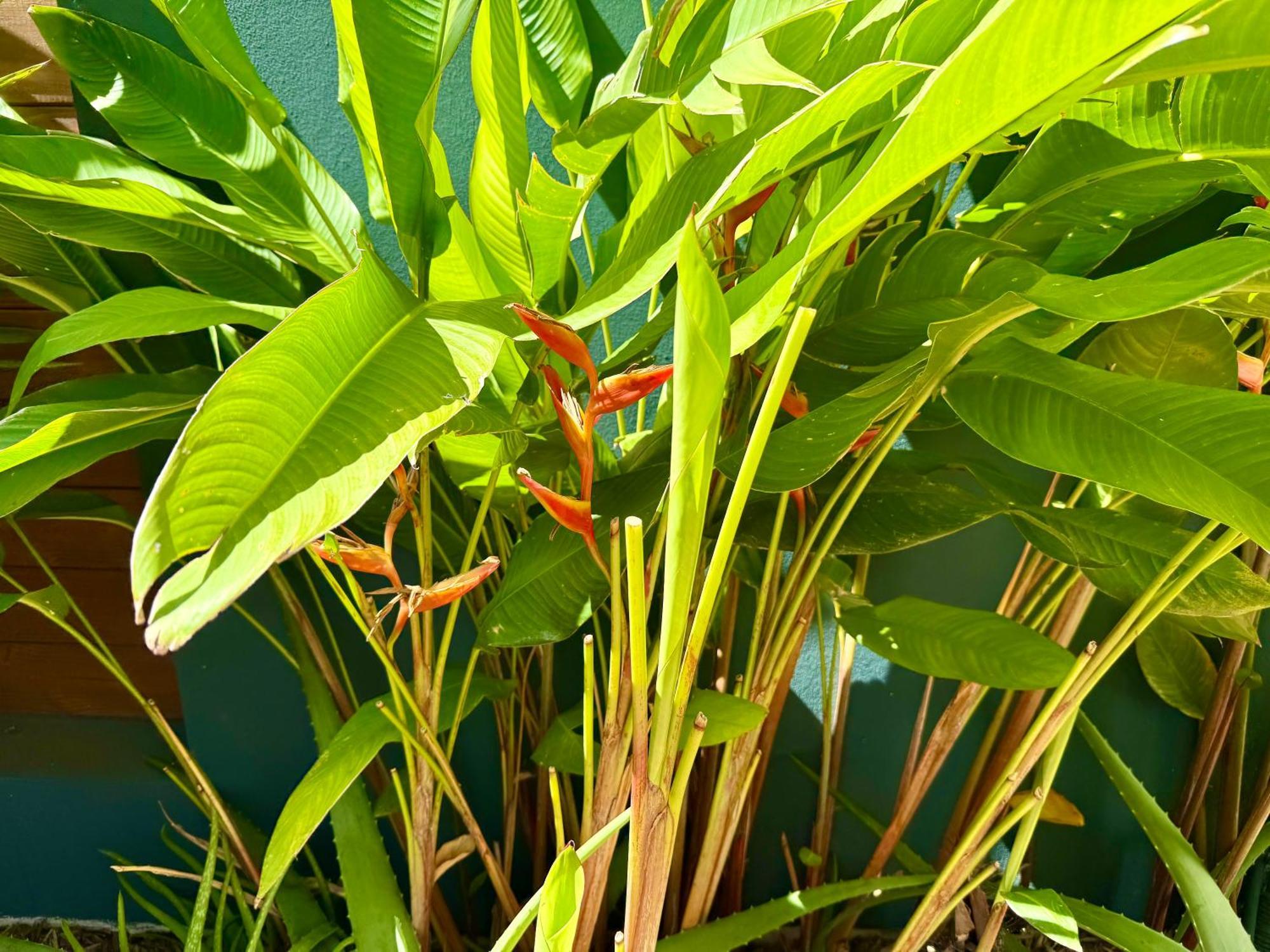 Aloes - Villa Salba. Panoramic View. Étang-Salé les Bains Екстериор снимка